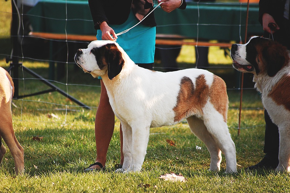 dog 2388270 960 720 - How to prepare for western dog shows