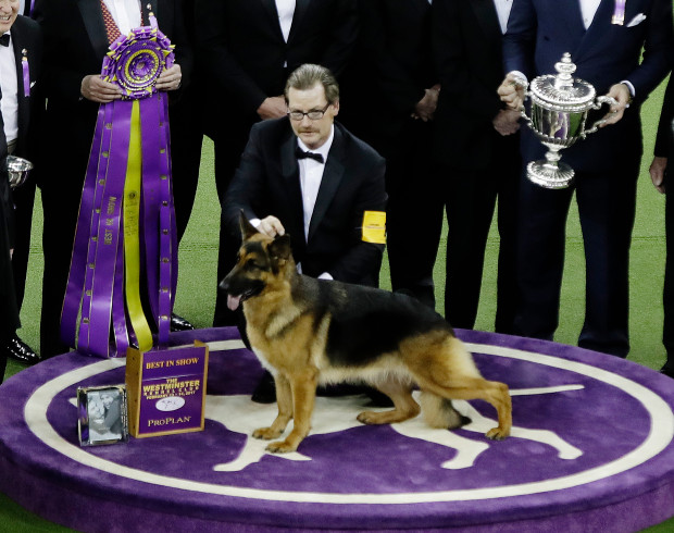 westminster dog show 028 - These are the major economic benefits of dog shows